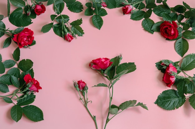 Fleurs roses fraîches sur une surface rose se bouchent
