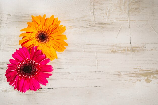 Fleurs roses et orange vif sur bois