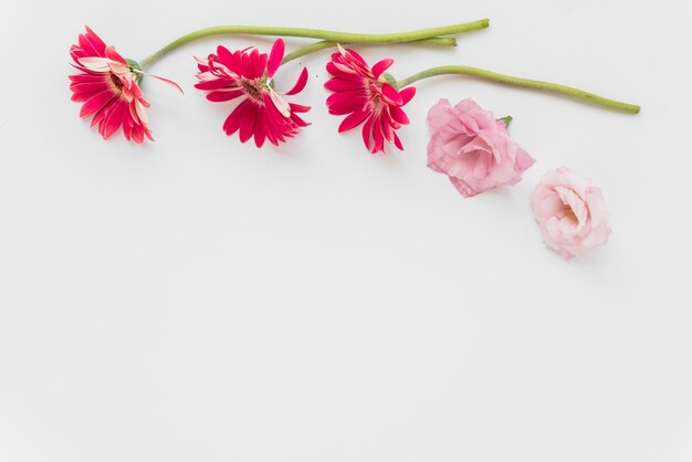 Fleurs roses et rouges sur blanc