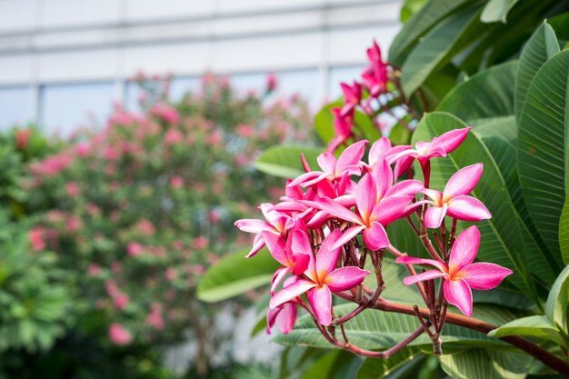 Fleurs roses