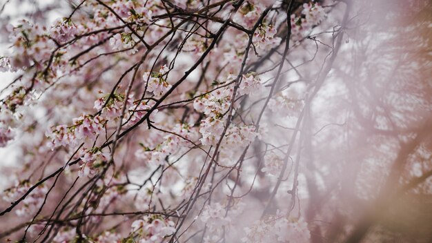 Fleurs roses