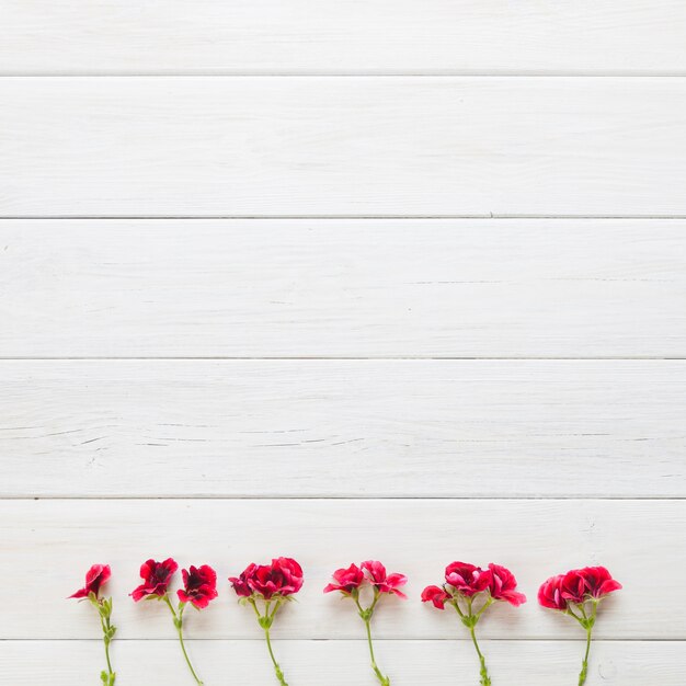 Fleurs rouges d&#39;affilée