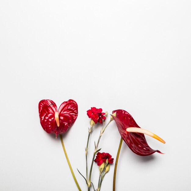 Fleurs rouges sur fond blanc