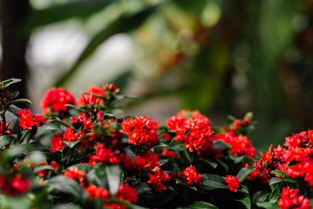 Fleurs rouges tropicales