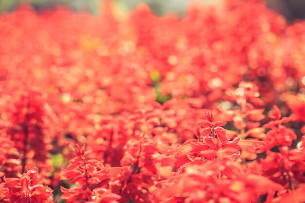 Les fleurs rouges