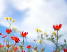 Photo gratuite fleurs sauvages rouges