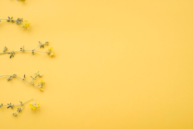 Fleurs séchées disposées sur fond jaune