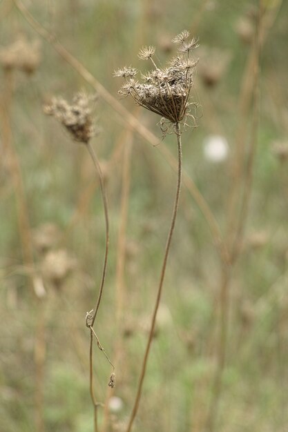 Des fleurs séchées avec fond défocalisé