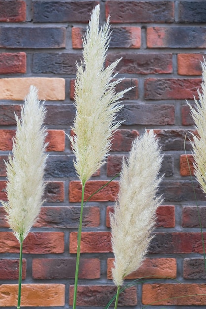 Fleurs Sèches Et Roseaux Moelleux Contre Un Mur De Briques Rouges Panicules Moelleuses De Plantes Ornementales D'herbe De Pampa Pour La Décoration De La Maison Espace Pour L'idée De Texte Pour Un Article D'intérieur