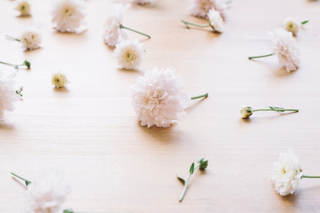 Fleurs des têtes sur le sol