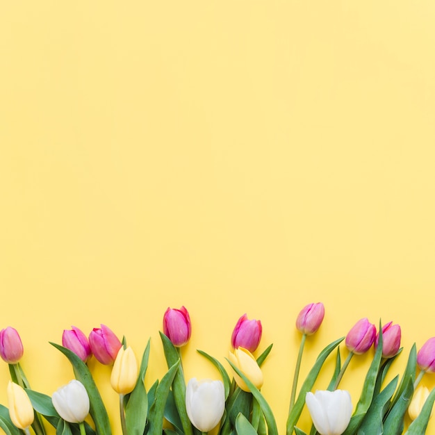 Fleurs de tulipes colorées décoratives sur un fond