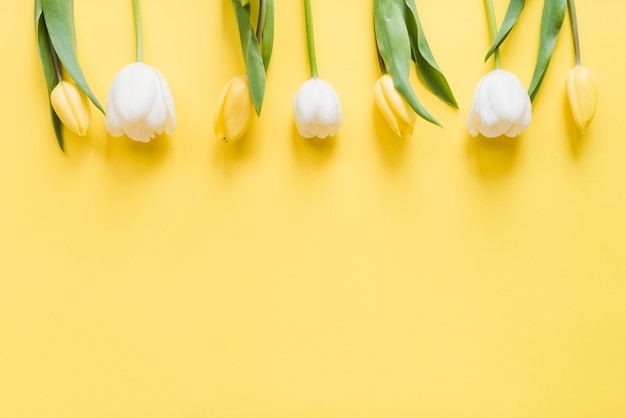 Fleurs de tulipes colorées décoratives sur un fond