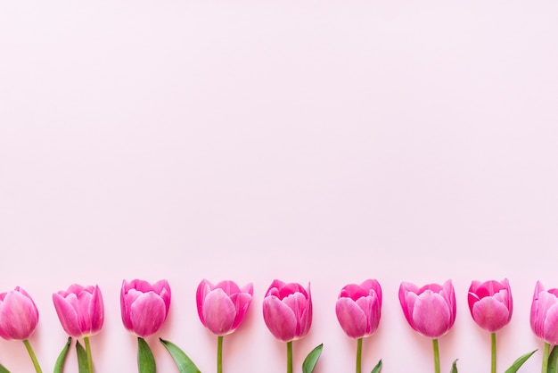 Fleurs de tulipes colorées décoratives sur un fond