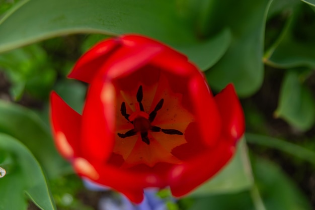 Des fleurs de tulipes colorées des Pays-Bas