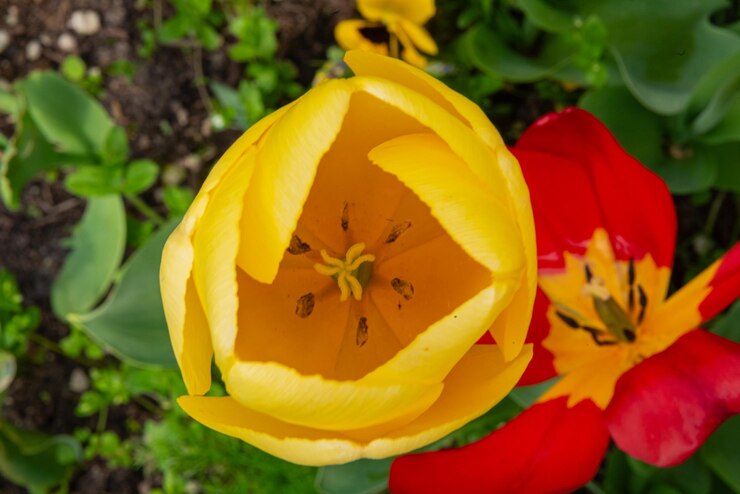 Photo gratuit des fleurs de tulipes colorées des pays-bas