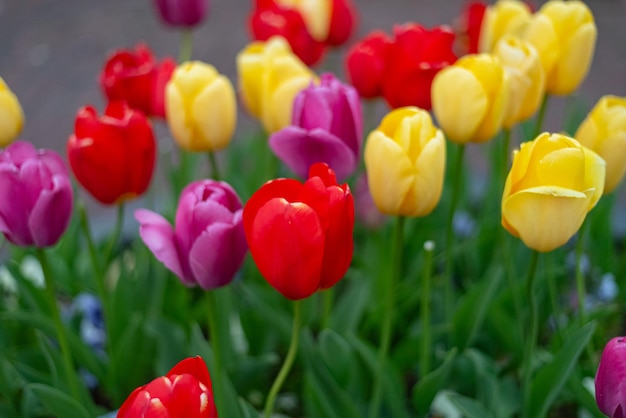 Photo gratuite des fleurs de tulipes colorées des pays-bas