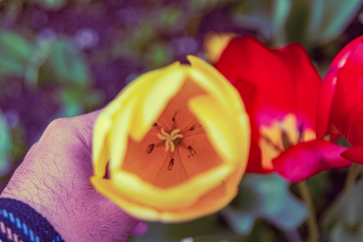 Photo gratuit des fleurs de tulipes colorées des pays-bas