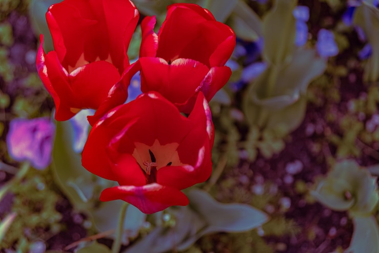 Photo gratuit des fleurs de tulipes colorées des pays-bas
