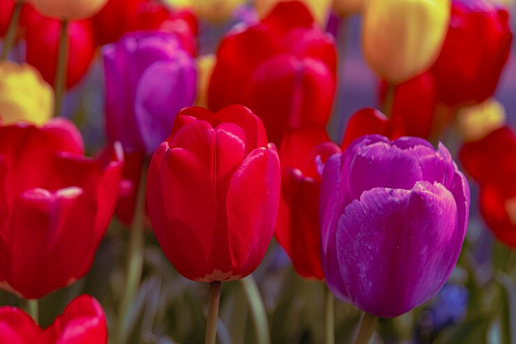 Photo gratuit des fleurs de tulipes colorées des pays-bas