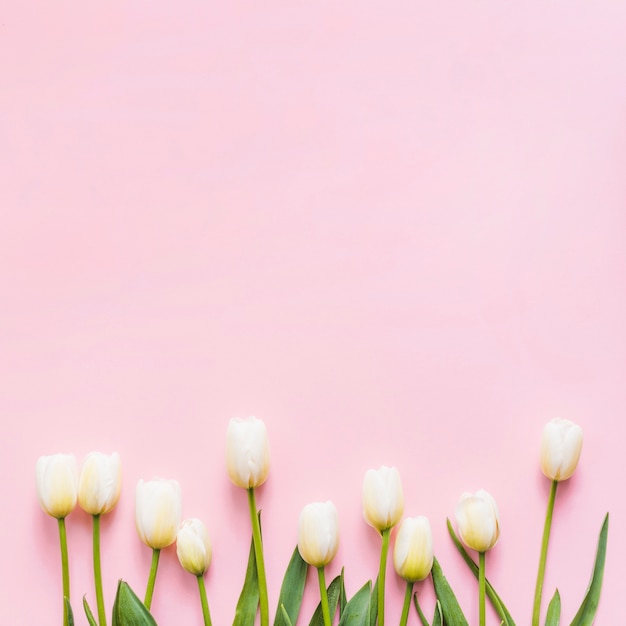 Photo gratuite fleurs de tulipes décoratives sur un fond coloré