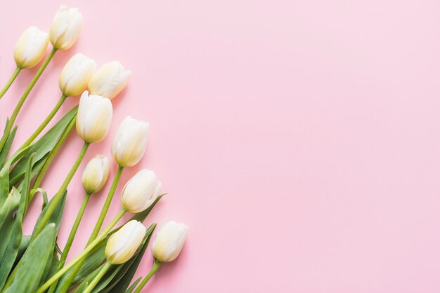 Fleurs de tulipes décoratives sur un fond coloré