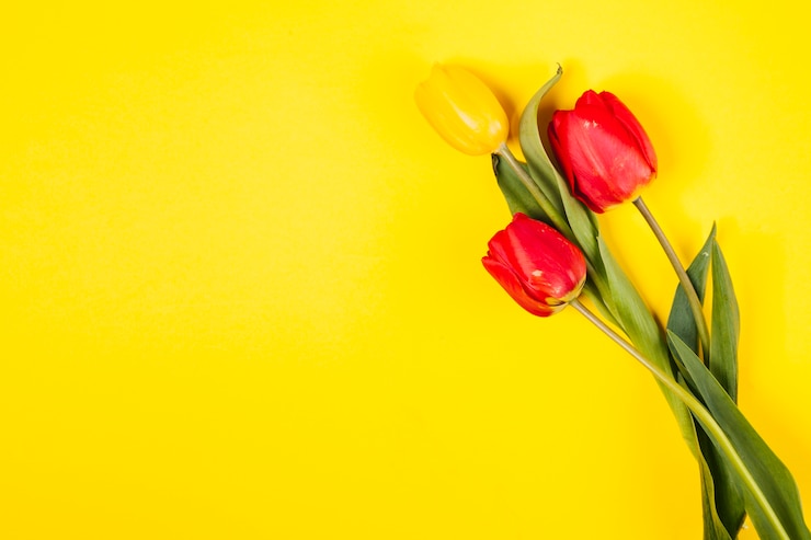 Photo gratuit fleurs de tulipes décoratives