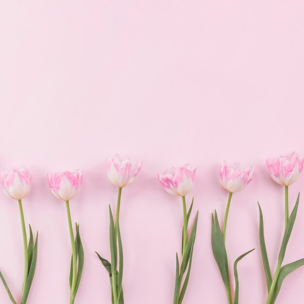 Fleurs de tulipes dispersées sur une table rose