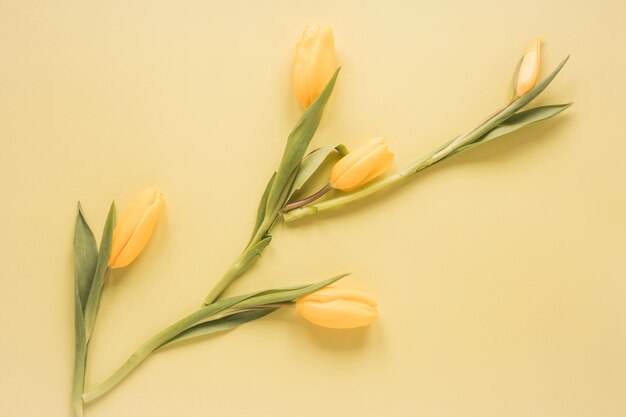 Fleurs de tulipes jaunes sur table