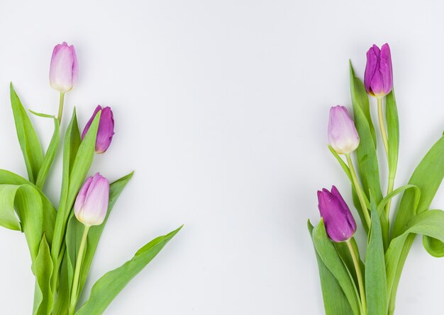 Fleurs de tulipes printanières isolés sur fond blanc