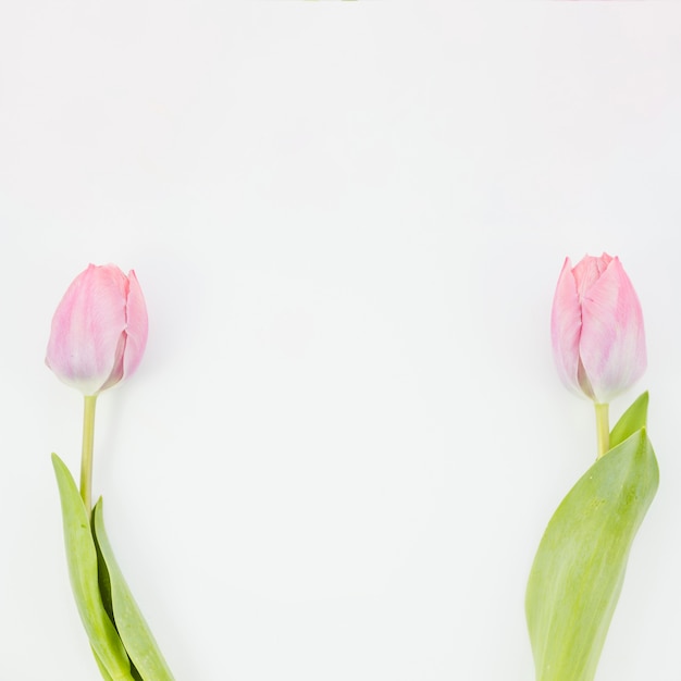 Fleurs de tulipes