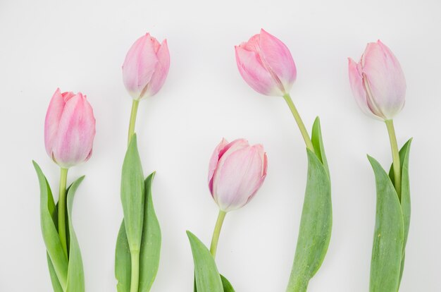 Fleurs de tulipes