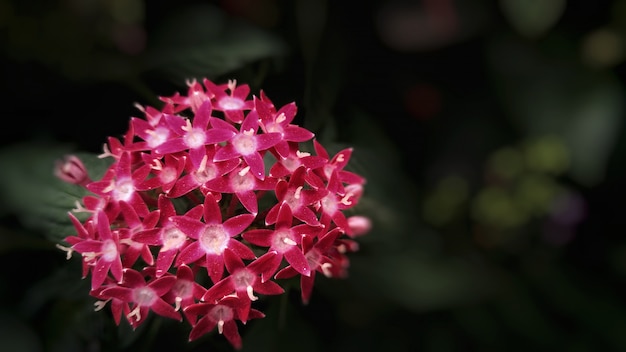 fleurs de type Apocynaceae pourpres