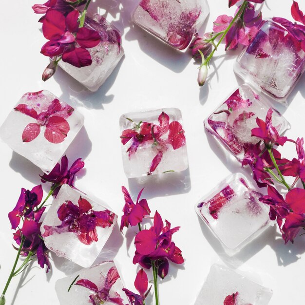 Fleurs violettes en cubes de glace sur fond blanc