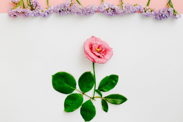 Fleurs violettes dans une rangée sur la belle fleur rose sur fond blanc