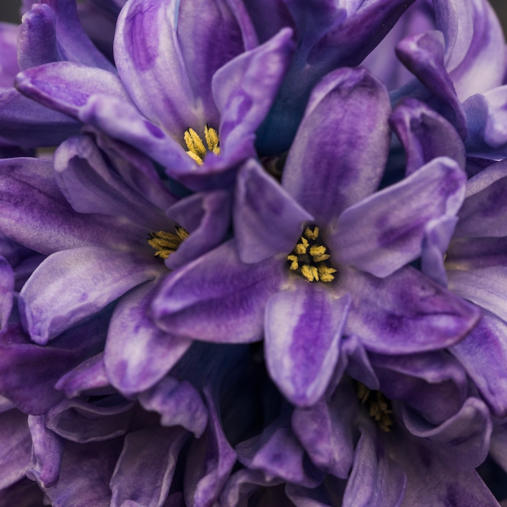 Photo gratuit fleurs violettes étonnantes avec des pistils jaunes