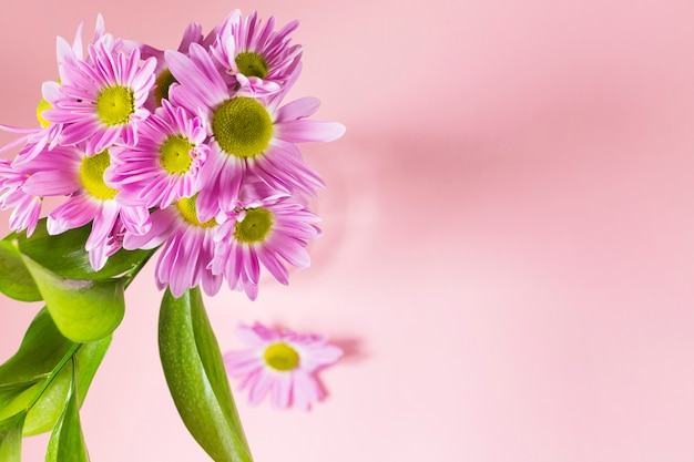 Fleurs violettes sur fond rose