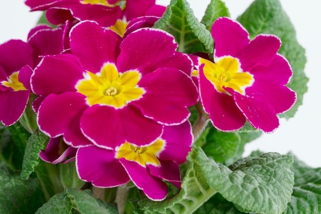 Photo gratuite fleurs violettes et jaunes jolie