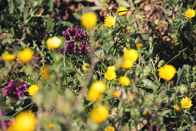 Fleurs violettes et jaunes