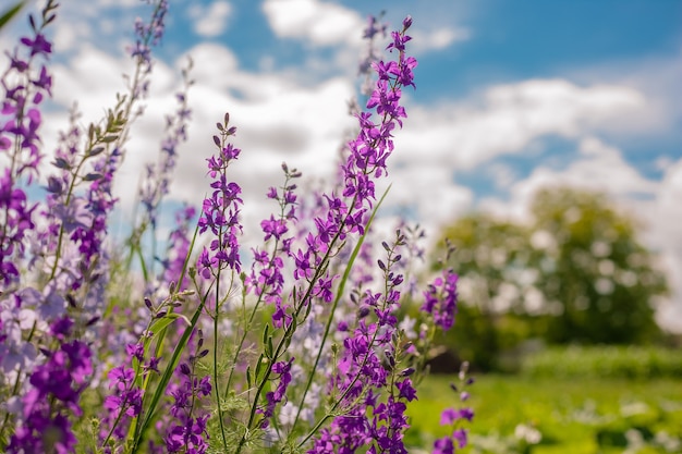 Fleurs Violettes Sauvages En été Photo Premium