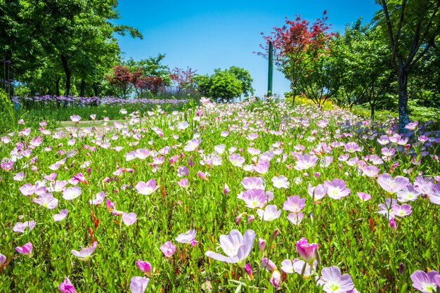 fleurs