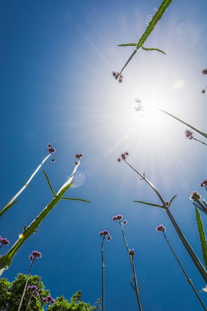 Photo gratuite fleurs