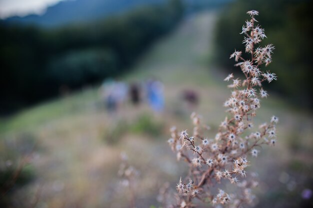 Fleurs