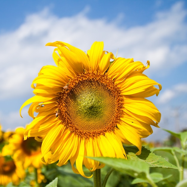 Photo gratuite flore beauté la saison de fleur d'oranger