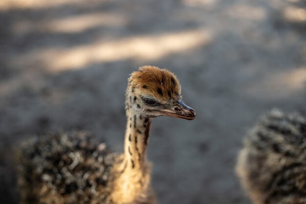 Flou artistique d'une autruche dans une ferme par une journée ensoleillée