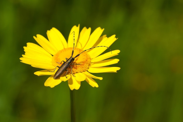 Flou artistique d'un coléoptère avec de longues antennes sur une fleur jaune vif dans un champ