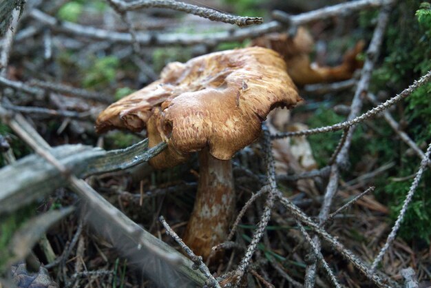 Flou artistique d'un vieux champignon pourrissant sur le sol forestier