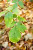Photo gratuite flou de feuilles vertes sur un arbre