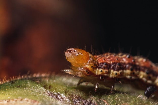 Flou flou d'une chenille brune sur une feuille contre