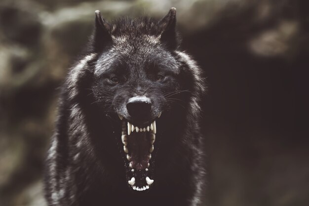 Flou d'un loup noir grondant féroce avec des dents pointues