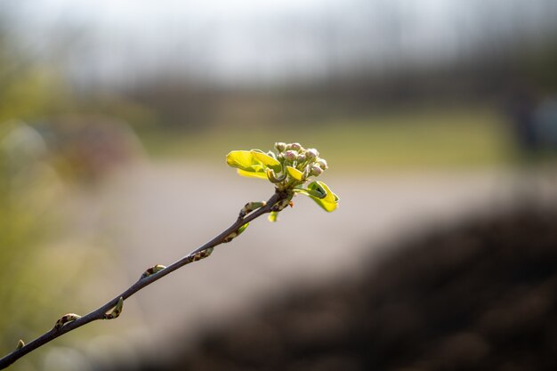 Flou d'une pousse de plante